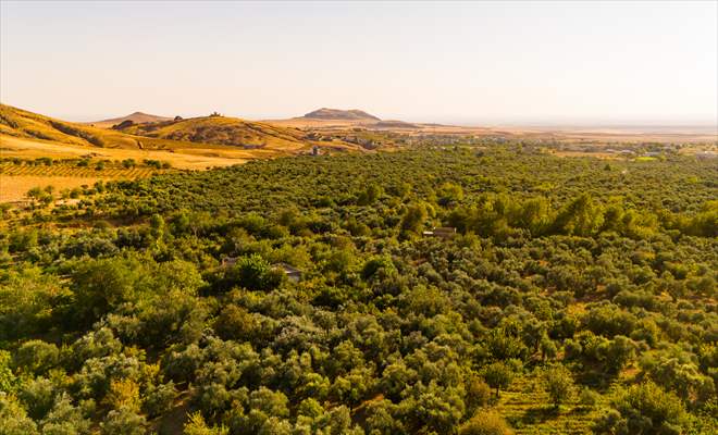 Olive harvest starts in Turkiye's Mardin