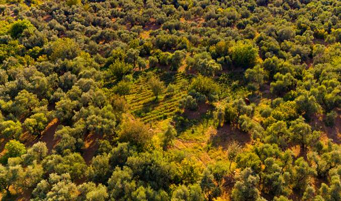 Olive harvest starts in Turkiye's Mardin
