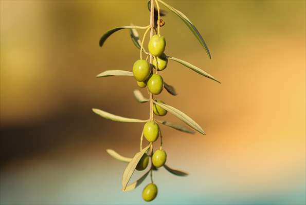 Olive harvest starts in Turkiye's Mardin