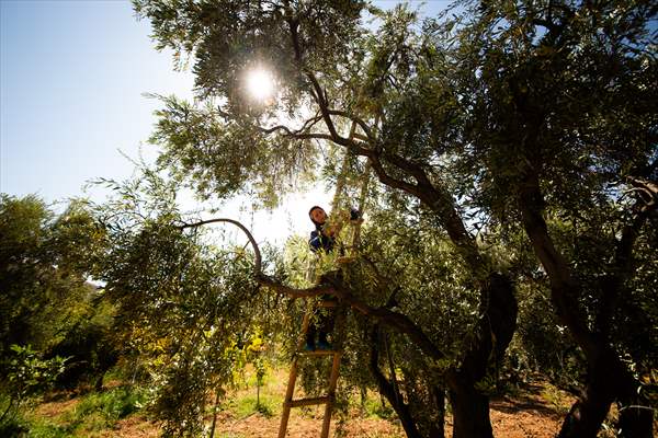 Olive harvest starts in Turkiye's Mardin