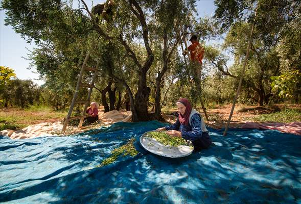Olive harvest starts in Turkiye's Mardin