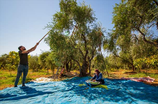 Olive harvest starts in Turkiye's Mardin