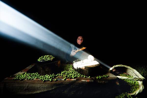 Olive harvest starts in Turkiye's Mardin