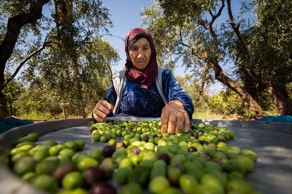 Olive harvest starts in Turkiye's Mardin