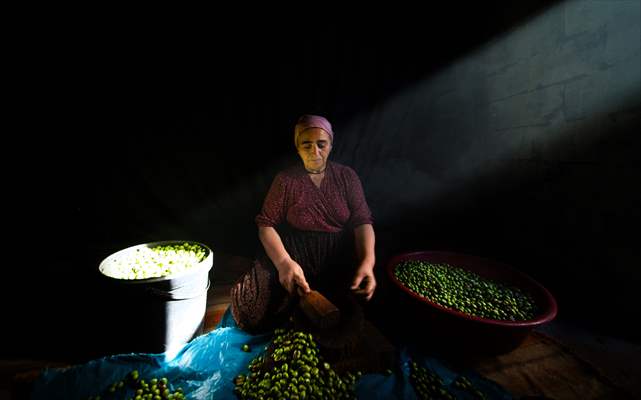Olive harvest starts in Turkiye's Mardin