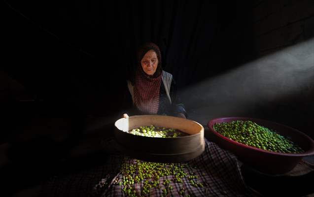 Olive harvest starts in Turkiye's Mardin