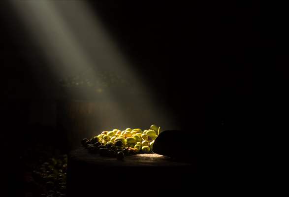 Olive harvest starts in Turkiye's Mardin