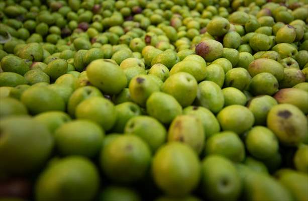 Olive harvest starts in Turkiye's Mardin