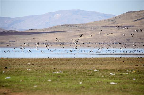 Muş Ovası, sulak alanlarıyla göçmen kuşlara yuva oluyor