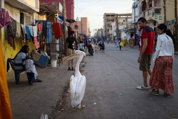 Ndagabar: The Pelican who became a local icon in Saint-Louis, Senegal