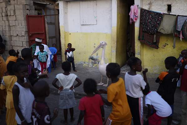 Ndagabar: The Pelican who became a local icon in Saint-Louis, Senegal