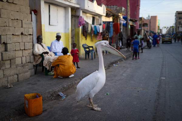 Ndagabar: The Pelican who became a local icon in Saint-Louis, Senegal