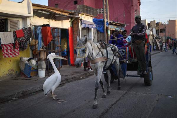 Ndagabar: The Pelican who became a local icon in Saint-Louis, Senegal