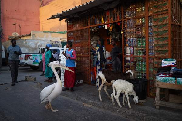 Ndagabar: The Pelican who became a local icon in Saint-Louis, Senegal
