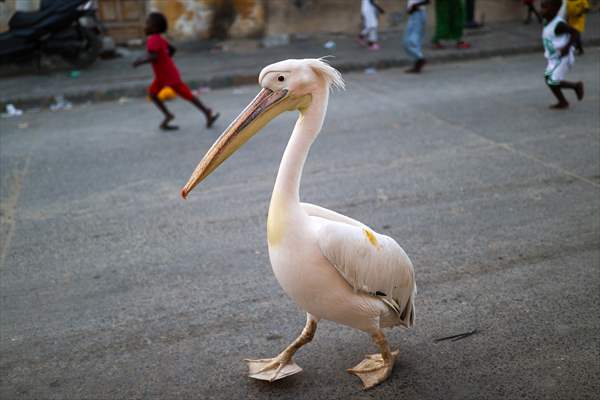 Ndagabar: The Pelican who became a local icon in Saint-Louis, Senegal