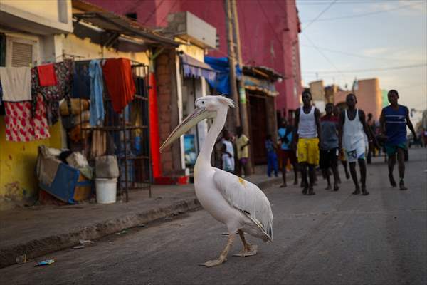 Ndagabar: The Pelican who became a local icon in Saint-Louis, Senegal
