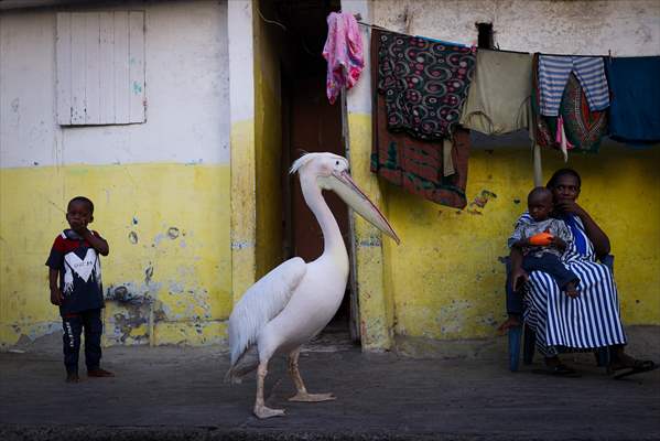 Ndagabar: The Pelican who became a local icon in Saint-Louis, Senegal