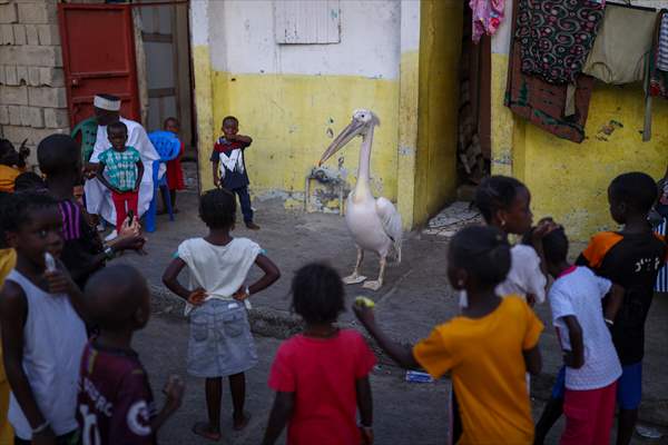 Ndagabar: The Pelican who became a local icon in Saint-Louis, Senegal