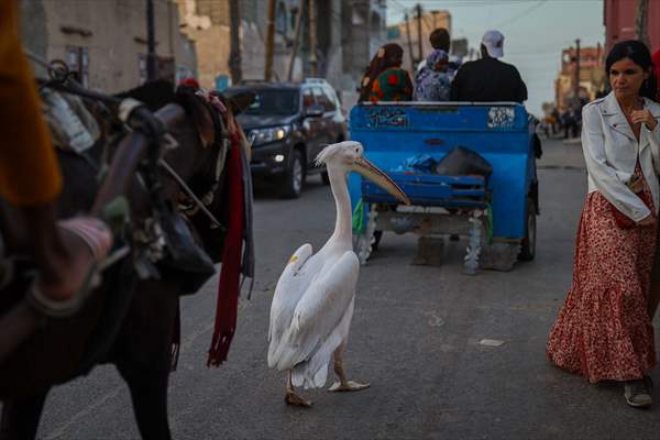 Ndagabar: The Pelican who became a local icon in Saint-Louis, Senegal