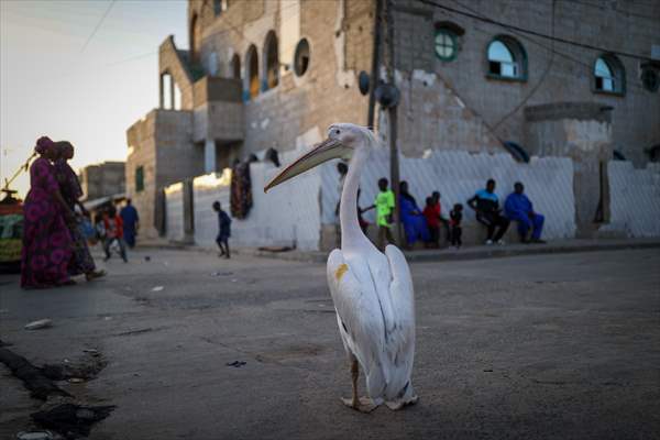 Ndagabar: The Pelican who became a local icon in Saint-Louis, Senegal