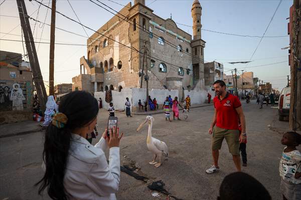 Ndagabar: The Pelican who became a local icon in Saint-Louis, Senegal