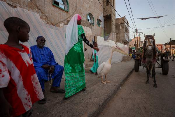 Ndagabar: The Pelican who became a local icon in Saint-Louis, Senegal