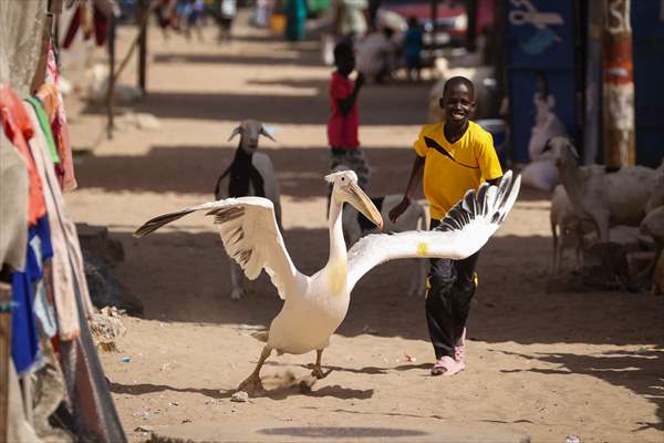 Ndagabar: The Pelican who became a local icon in Saint-Louis, Senegal
