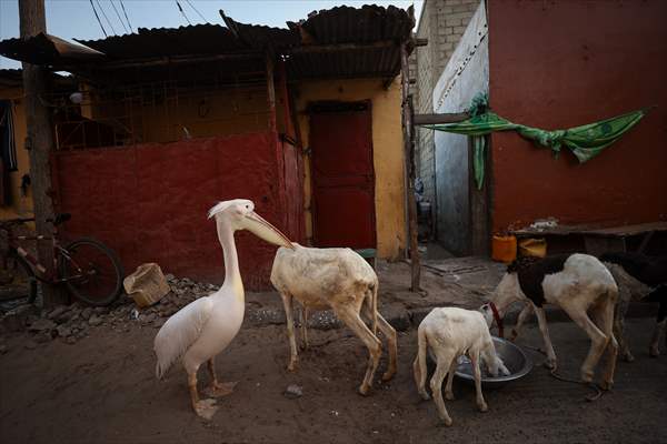 Ndagabar: The Pelican who became a local icon in Saint-Louis, Senegal