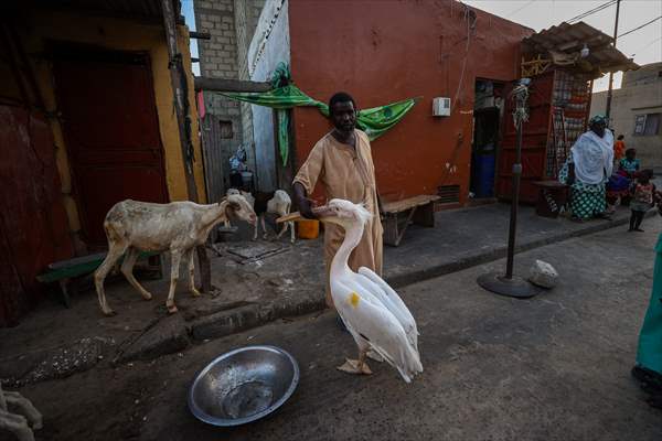 Ndagabar: The Pelican who became a local icon in Saint-Louis, Senegal