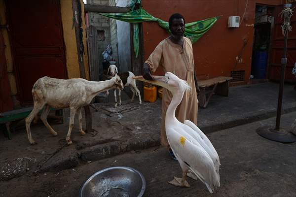 Ndagabar: The Pelican who became a local icon in Saint-Louis, Senegal