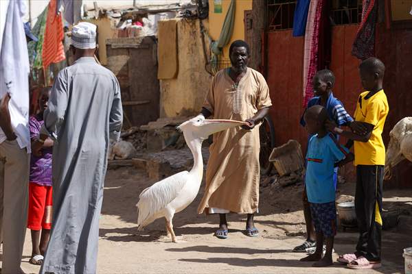 Ndagabar: The Pelican who became a local icon in Saint-Louis, Senegal