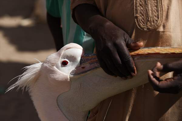 Ndagabar: The Pelican who became a local icon in Saint-Louis, Senegal