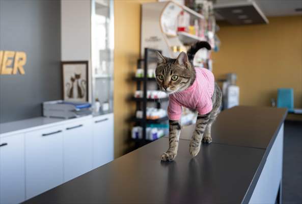 Three-legged cat 'Tripod' became the mascot of tradesmen in Turkish capital