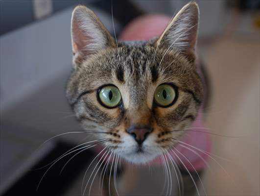 Three-legged cat 'Tripod' became the mascot of tradesmen in Turkish capital