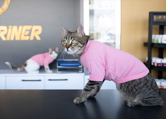 Three-legged cat 'Tripod' became the mascot of tradesmen in Turkish capital