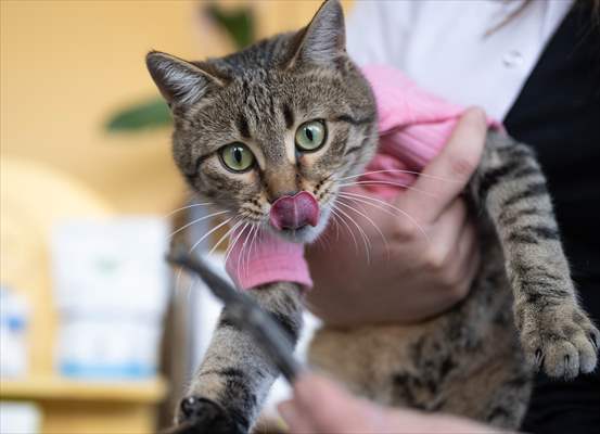 Three-legged cat 'Tripod' became the mascot of tradesmen in Turkish capital