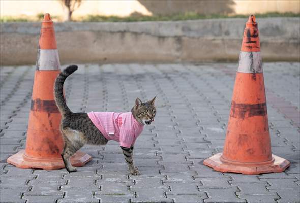 Three-legged cat 'Tripod' became the mascot of tradesmen in Turkish capital