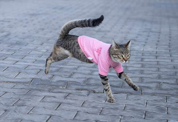 Three-legged cat 'Tripod' became the mascot of tradesmen in Turkish capital