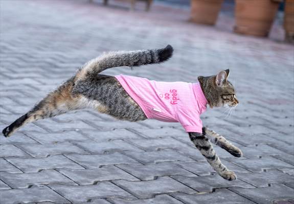 Three-legged cat 'Tripod' became the mascot of tradesmen in Turkish capital