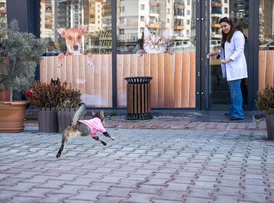 Three-legged cat 'Tripod' became the mascot of tradesmen in Turkish capital