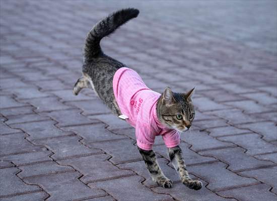 Three-legged cat 'Tripod' became the mascot of tradesmen in Turkish capital