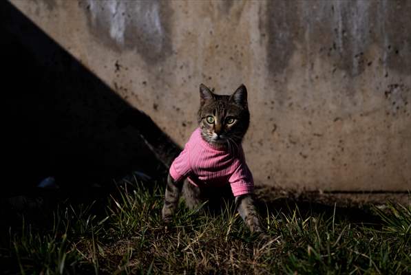 Three-legged cat 'Tripod' became the mascot of tradesmen in Turkish capital