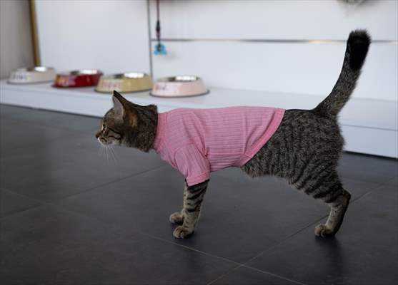 Three-legged cat 'Tripod' became the mascot of tradesmen in Turkish capital