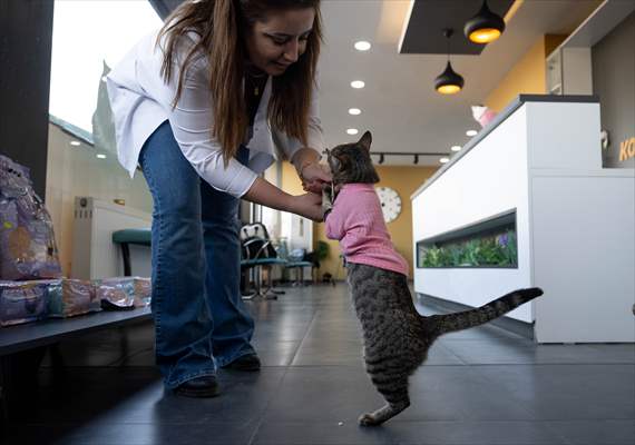 Three-legged cat 'Tripod' became the mascot of tradesmen in Turkish capital