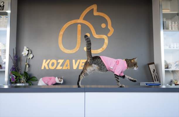 Three-legged cat 'Tripod' became the mascot of tradesmen in Turkish capital