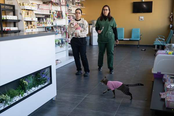 Three-legged cat 'Tripod' became the mascot of tradesmen in Turkish capital