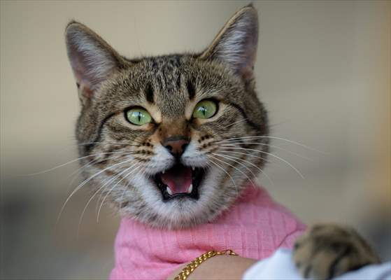 Three-legged cat 'Tripod' became the mascot of tradesmen in Turkish capital