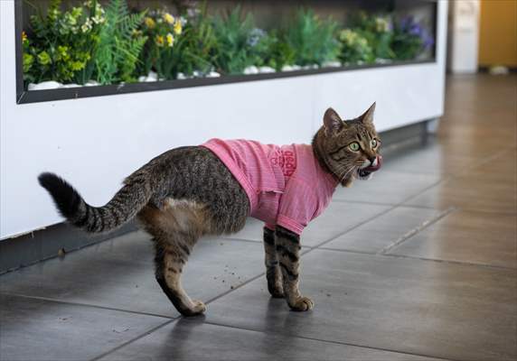 Three-legged cat 'Tripod' became the mascot of tradesmen in Turkish capital