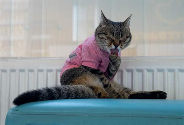 Three-legged cat 'Tripod' became the mascot of tradesmen in Turkish capital