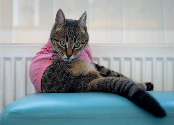 Three-legged cat 'Tripod' became the mascot of tradesmen in Turkish capital